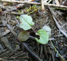 Image result for Senecio mariettae