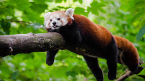Quali sono gli animali che vivono sugli alberi? Gli Animali Dell Himalaya Sette Specie Veramente Uniche Che Vivono Solo Li