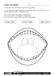 Bbc Schools Science Clips Teeth And Eating Worksheet Kindergarten Worksheets Teeth Dental Health Activities