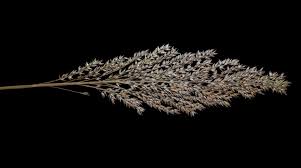 Image result for Arundinella