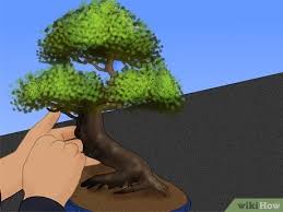 Mar 21, 2021 · librivox about. Comment S Occuper D Un Orme De Chine En Bonsai Wikihow