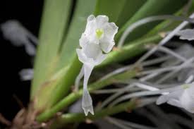 Image result for Podangis dactyloceras