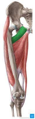 Musculo Pectineo Origem Insercao Inervacao Kenhub