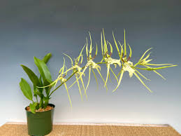 Image result for Psydrax richardsiae