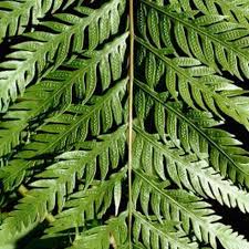How to care for ferns. How To Care For Ferns Hunker Plants Fern Plants Ferns