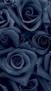 Black Roses Rose Wallpaper Flower Wallpaper Flower Phone Wallpaper