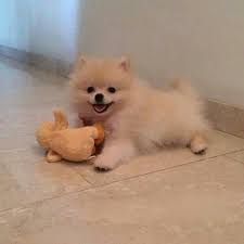 The Many Things I Adore About The Pomeranians More About Pomeranian Puppies Pomeranianofinstar Pomerani Cute Pomeranian Cute Baby Animals Pomeranian Puppy