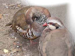 Image result for Alectoris rufa