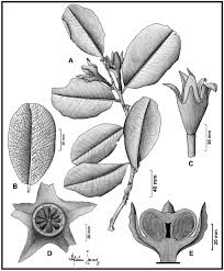 Image result for Diospyros consolatae