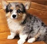 Blue Merle Fluffy Corgi female 💘💙