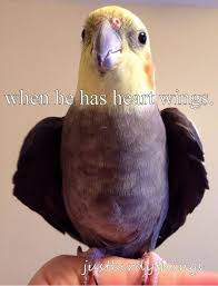 Bird And Pet Clinic Of Roseville Hours Login On Twitter Funny Birds Pet Birds Cute Birds