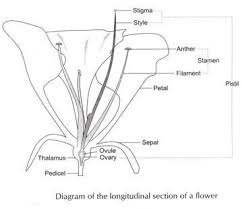 The female structures of flowering plant: Draw A Labelled Diagram Of The Longitudinal Section Of A Flower