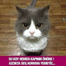Seda Firat Belli Adli Kullanicinin Oradan Buradan Panosundaki Pin Sevimli Kediler Kedi