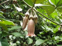 Image result for Sherbournia bignoniiflora