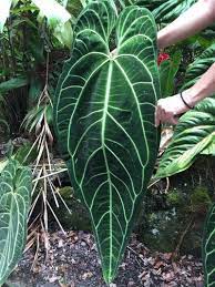 Pin On Philodendron Anthurium Epipremnum