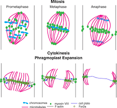 Maybe you would like to learn more about one of these? Myosin Viii Associates With Microtubule Ends And Together With Actin Plays A Role In Guiding Plant Cell Division Elife