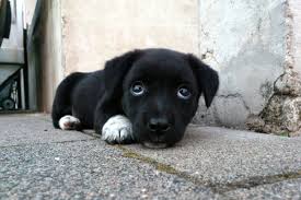 We even have funny, tough, big and small pet names. 250 Unique Black Dog Names And Meanings Pethelpful By Fellow Animal Lovers And Experts