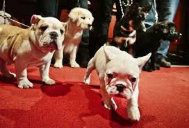 Forced jumping exercises i was really shocked to see the numbers of retinal folds in the french bulldog breed. Labs Still Lead But French Bulldogs Leap In Popularity In Us
