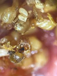 Image result for Ficus muelleriana