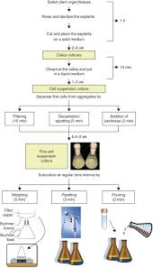 Animal cells especially require a wide range of ingredients for applications of animal tissue culture. Initiation Growth And Cryopreservation Of Plant Cell Suspension Cultures Nature Protocols