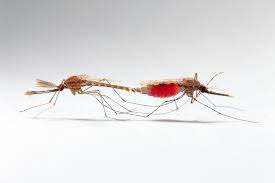 Toutes les paroles de dope boys triées par ordre de popularité, avec leur vidéo. How Many Times Can A Same Mosquito Bite Me During A Night Quora