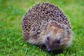 Igel im garten kann und sollte man ganz leicht unterstützen. Igelschutz Im Garten Nabu