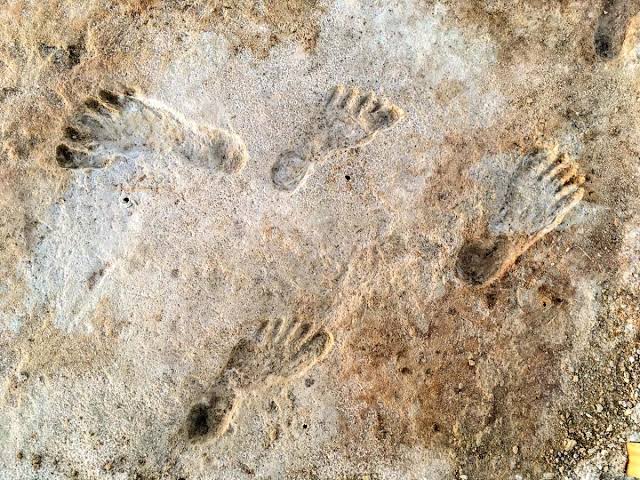 Fossil Footprints Reveal Humans Inhabited North America Over 21,000 Years  Ago