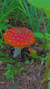 Best cow wallpaper, desktop background for any computer, laptop, tablet and phone. Mushroom Core Wallpaper Indie Photography Indie Decor Aesthetic Indie