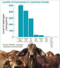 Hormone Use In Beef Cattle Can It Really Help The