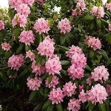 Scintillation 5 X5 Partial Shade In 2020 Plants Showy Flowers Small Evergreen Shrubs