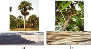 Image result for Calamus deerratus