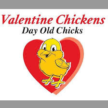 Image result for VALENTINE CHICKS