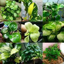 Anubias Rare Item Anubias Aquarium Aquatic Plant Plants Bucephalandra Fern Tetra Landscape Design Freshwater Fi Tanaman Air Tanaman Desain Akuarium