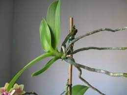 Information On Orchid Keiki Care And Transplanting Transplanting Orchids Growing Orchids Orchid Care