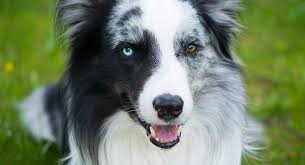 In some breeds, not only do coat colors change, but patterns aren't present at birth and develop later. Dogs With Different Colored Eyes Heterochromia In Dogs
