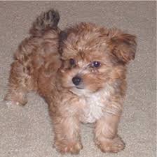 You can browse thru list of yorkiepoo breeders or consider for sale yorkiepoo puppies. Yorkie Poo Puppies For Sale Long Island Puppies