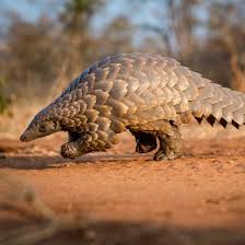 We did not find results for: Armadillos De Chile Esto No Es Un Armadillo Es Un Pangolin Se Parecen Mucho Cierto Antes Los Pangolines Eran Animales Que Eran Considerados Como Edentatas Junto Con Los Otros Xenartros Pero