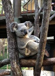 Daisy Hill Koala Centre Brisbane Kids In 2020 Koala Koala Bear Daisy Hill