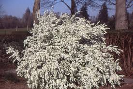 Image result for Thunbergia pynaertii