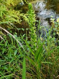 Image result for Habenaria leucotricha