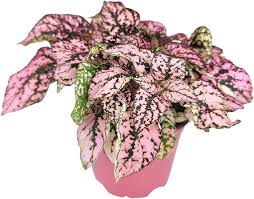 Image result for Hypoestes cancellata