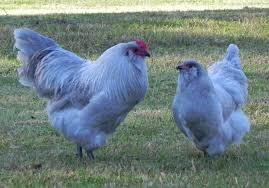 Birds That Lay Blue Eggs On The Ground Ameraucanas Are A Family Friendly Breed And Very Sweet They Lay Blue Green And Pink Eggs With Images Chickens Backyard