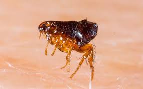 The georgia department of agriculture and the georgia structural pest control commission administer the structural pest control act (spca). Even Aiken Homes Without Pets Can Get Fleas