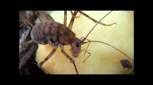 Camel crickets (aka cave crickets) are brown and are nocturnal. Move Over American Camel Crickets Asian Camel Crickets Are In Town I Ceuthophilus I Sp American Camel Crickets And I Diestrammena I Sp Asian Camel Crickets Bug Of The Week