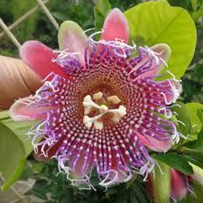 Image result for Passiflora ligularis