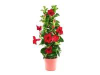 Image result for dipladenie sanderi obrázek