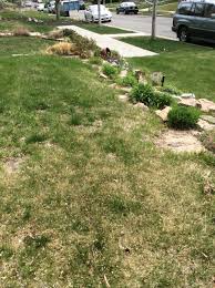 We did not find results for: Replacing Grass With White Dutch Clover In Denver Colorado 210225 Ask Extension