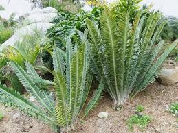 Image result for Encephalartos turneri