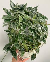 Image result for Begonia lacunosa