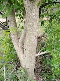 Image result for Steganotaenia